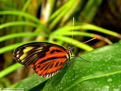 DAM2040 - Heliconius hesmenius photo