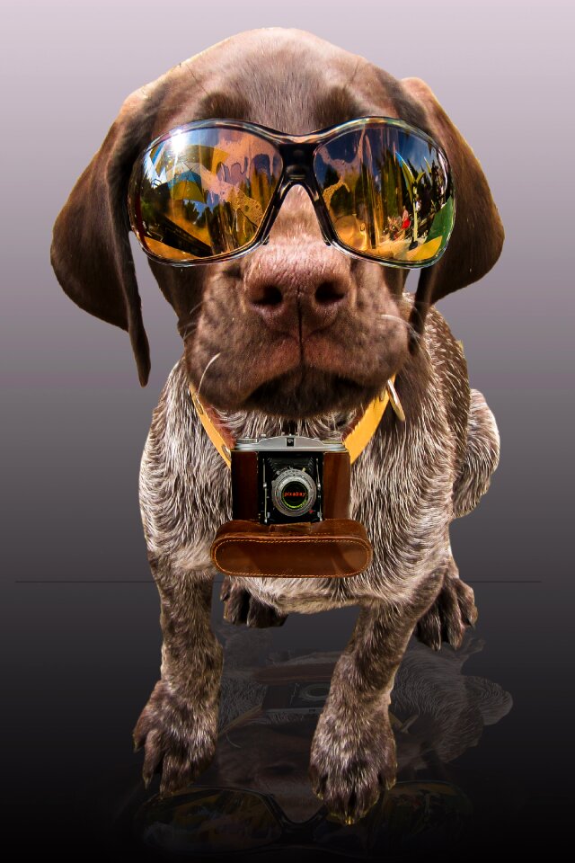 Dog sunglasses photo