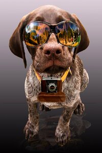 Dog sunglasses photo