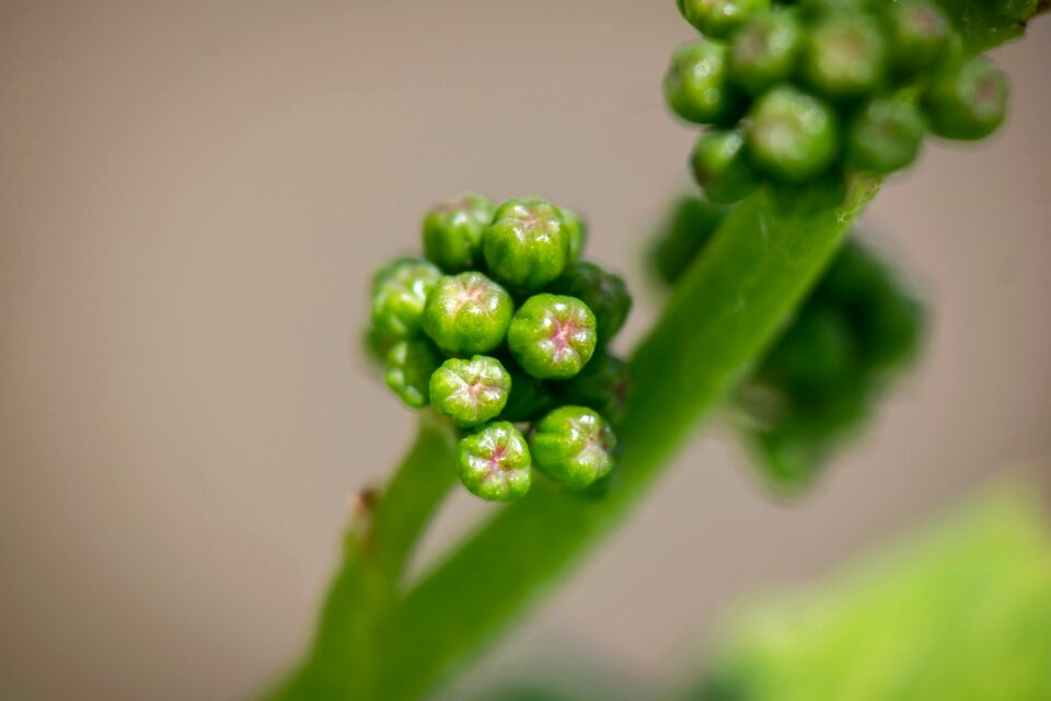 Vineyard winegrowing wine