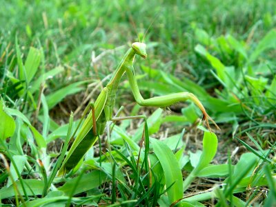 Mantis religiosa religion grass