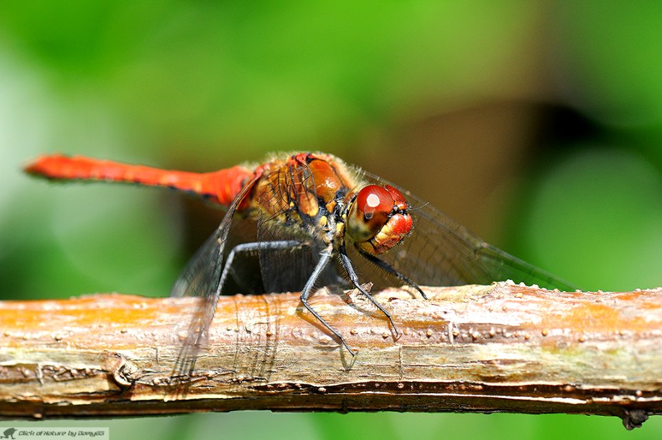 DAM1825 - Crocothemis erythraea