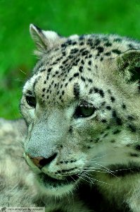 DAM2050 - Leopardo delle nevi (Panthera uncia)