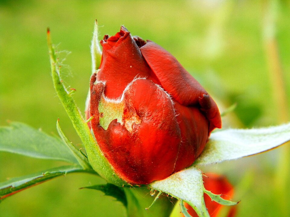 Spring rose red