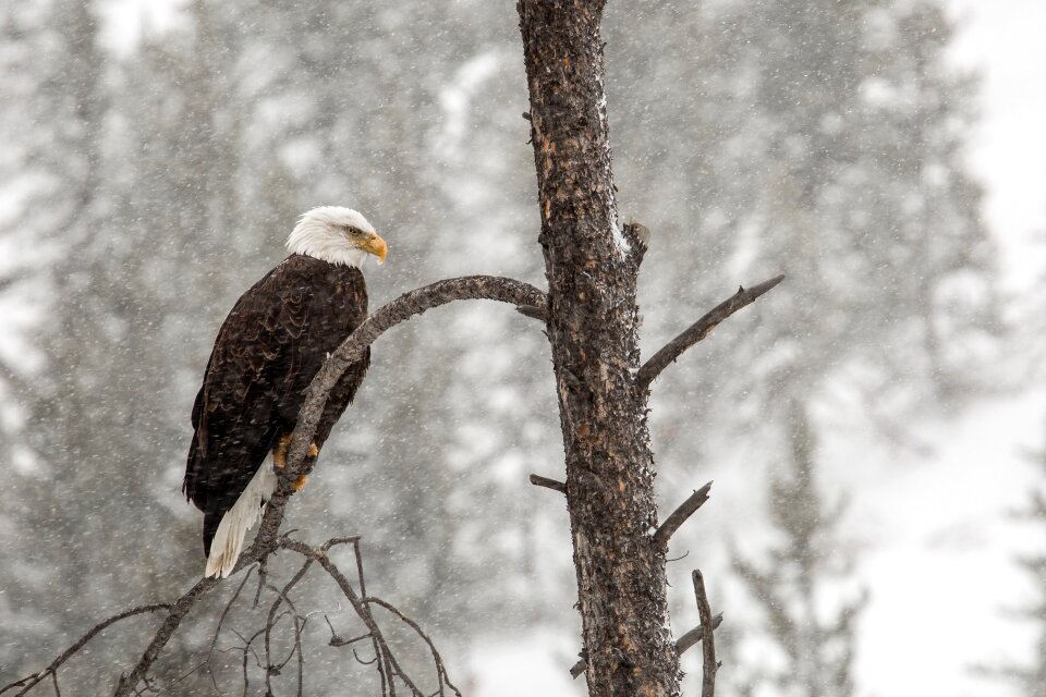 Perched nature wildlife