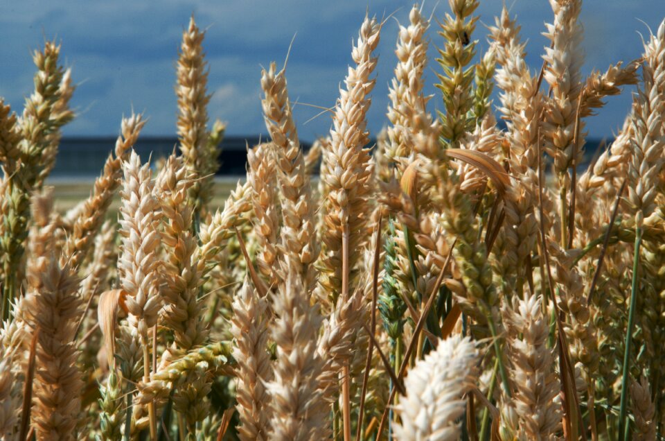 Wheat field arable agriculture