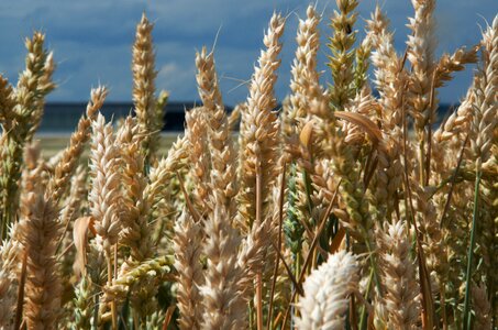 Wheat field arable agriculture