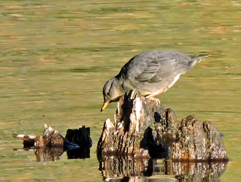 American Dipper Manzanita Lake