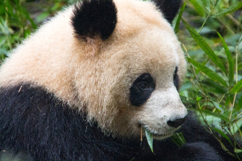 Panda black and white animals