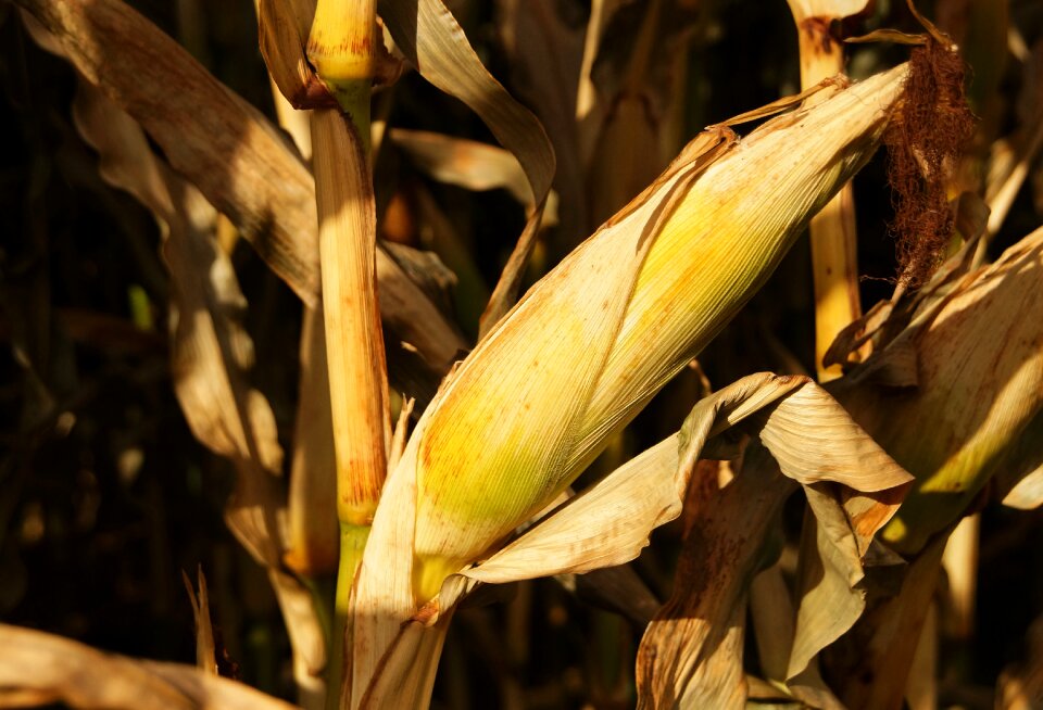 Autumn background harvest
