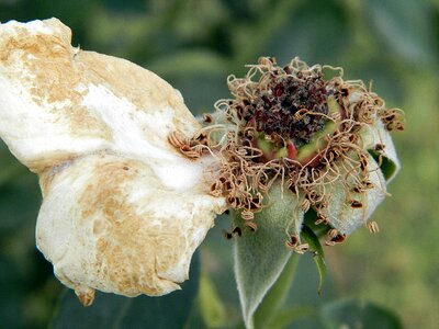 Rose pistil dry