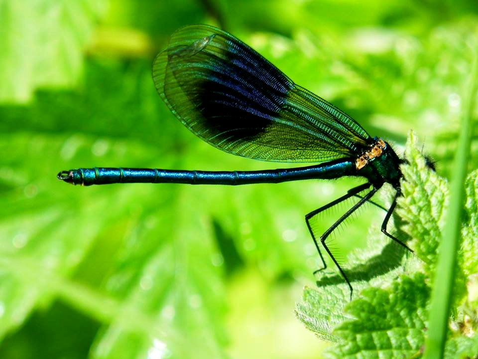 dragon-fly 26842531609 o