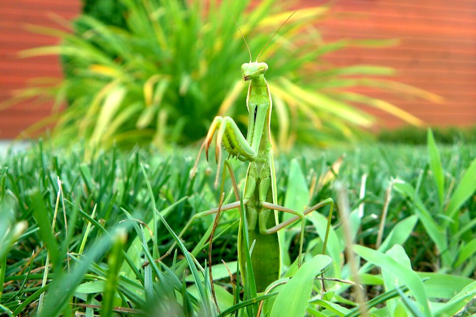 Mantis religiosa predator religion