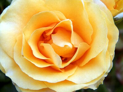 Rose flower yellow roses