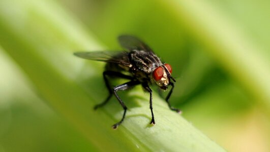 Insect sitting animal world