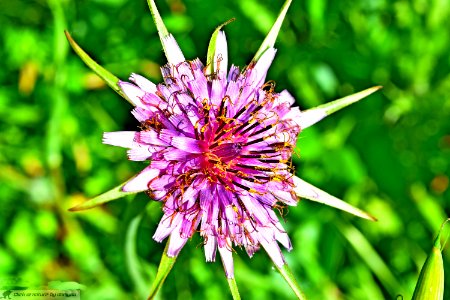 DAM1893 - Tragopogon porrifolius L. - Barba di becco violetta