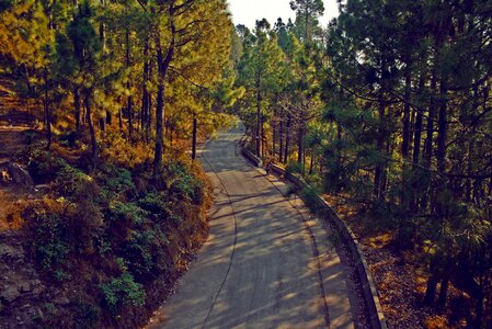 Forest nature greenery photo