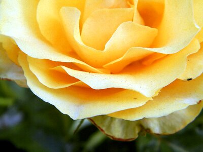 Rose flower yellow roses photo