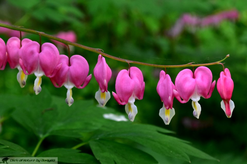 DAM2094 - Dicentra spectabilis (Cuor di Maria)
