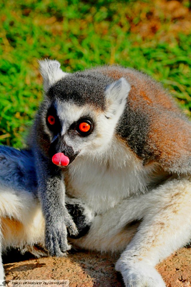 DAM1950 - Lemur catta