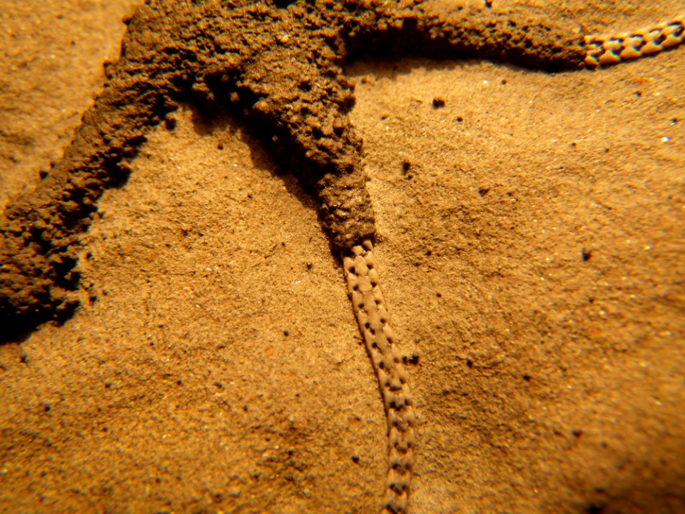 Ophioderma egertoni
