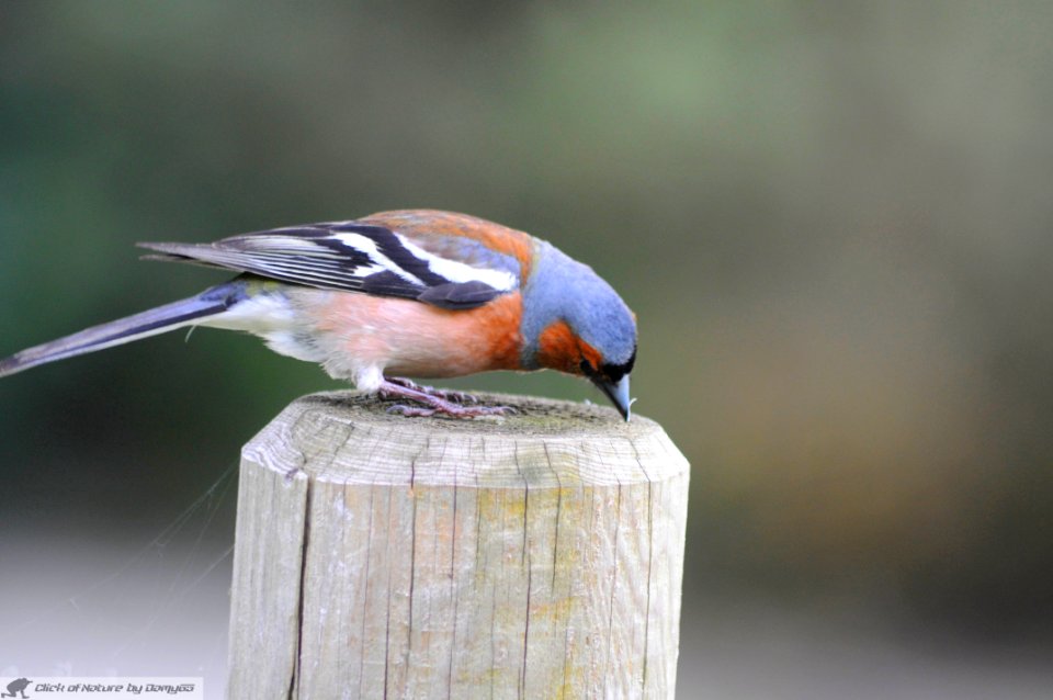 DAM1833 - Fringuello (Fringilla coelebs)