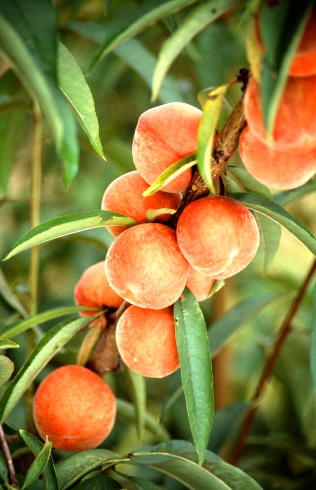 Growing branch agriculture