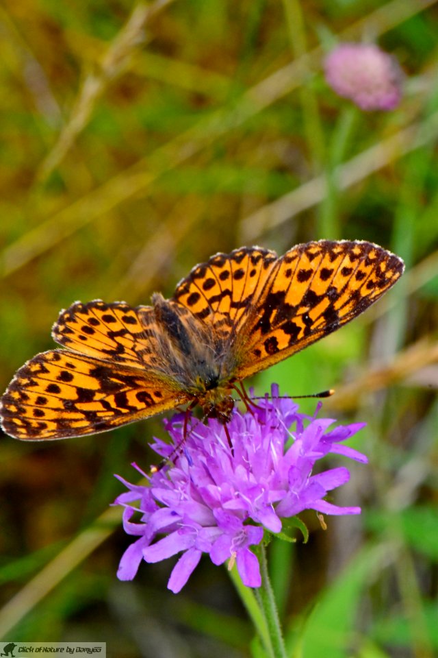 DAM2128 - Boloria titania