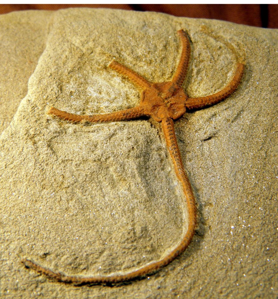 Ophioderma egertoni?