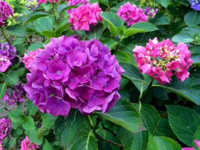 Nature plant bloom