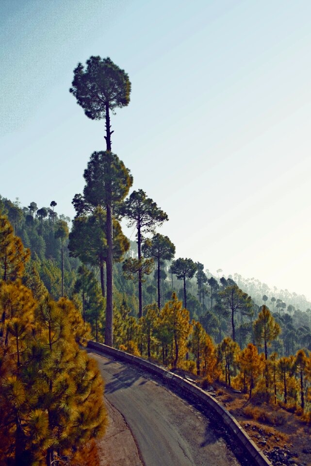 Forest nature greenery