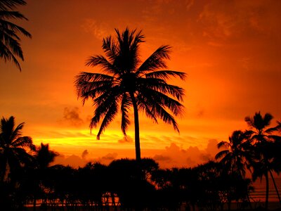 Palm sunset holiday photo