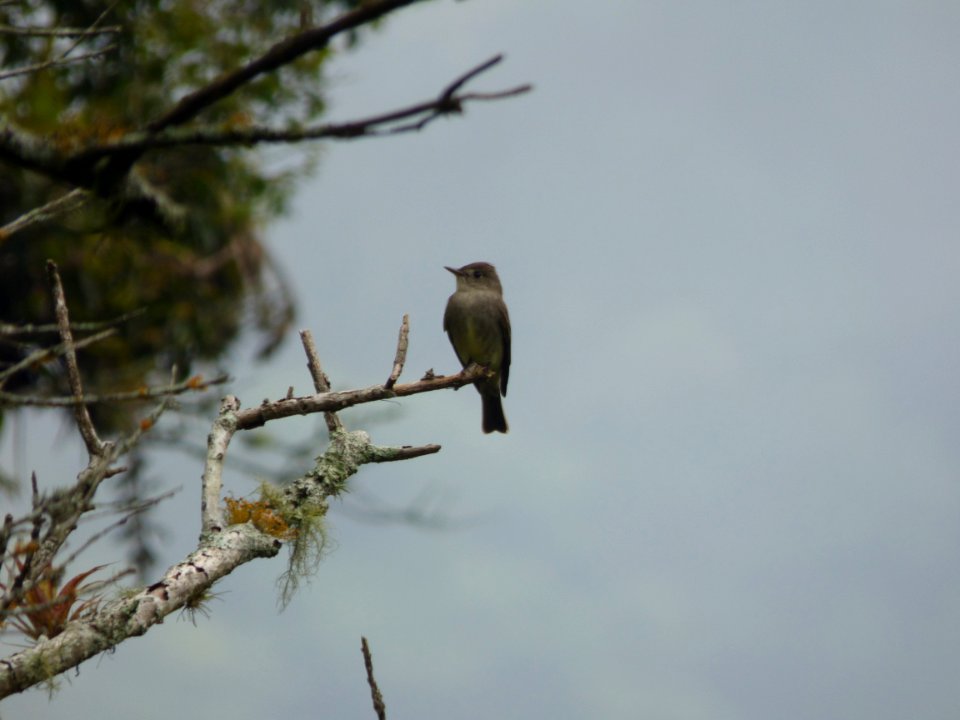 Empidonax albigularis Laguna de Las Nifas 24demayo2014 Foto por Iselda Vega
