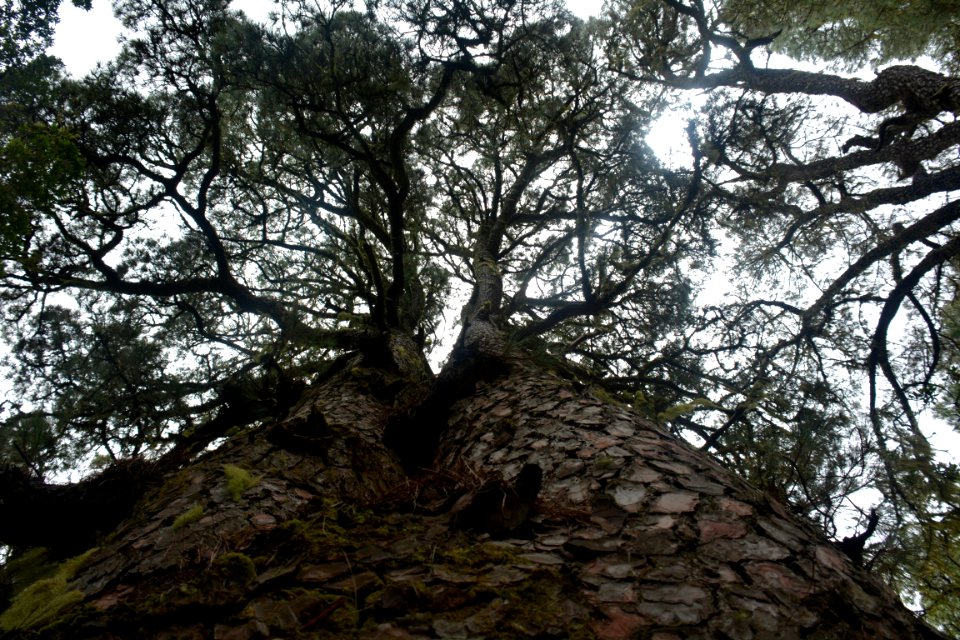 Sendero "La Llanía" El Hierro