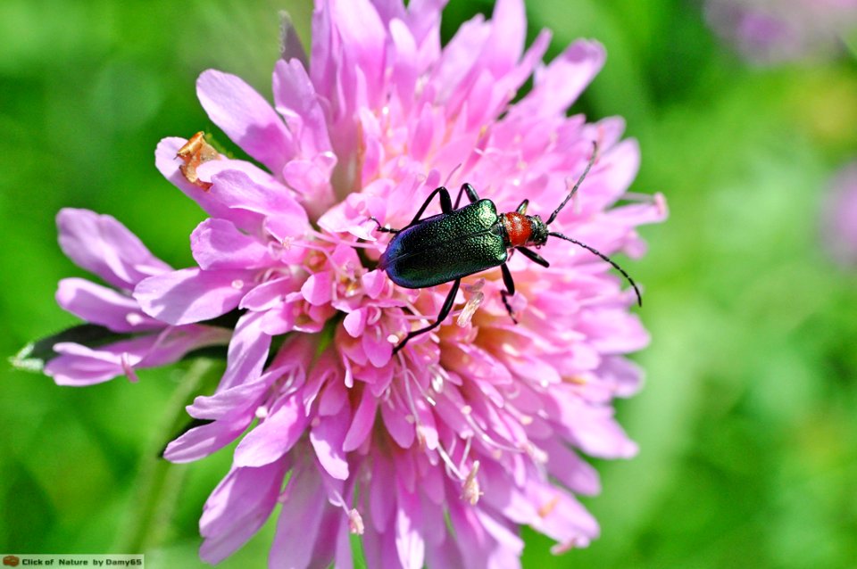 DAM1553 - Gaurotes virginea (Cerambycidae) su Knautia