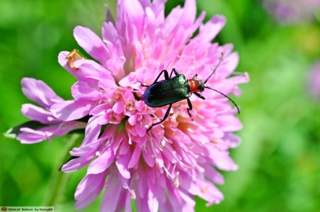 DAM1553 - Gaurotes virginea (Cerambycidae) su Knautia
