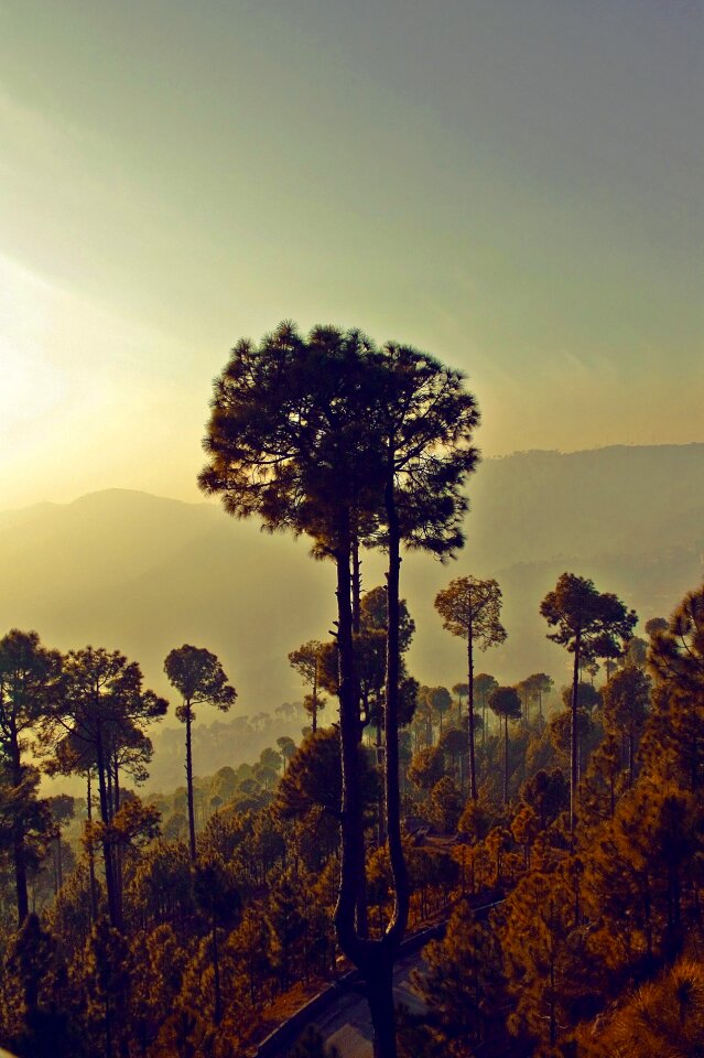 Peaceful natural green