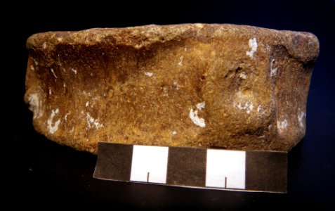 Unknown vertebra