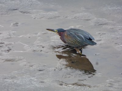 Butorides virescens Golfo de Fonseca-Foto por Iselda Vega (1)