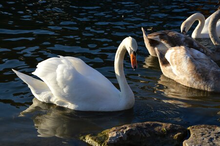Isar swans white swan