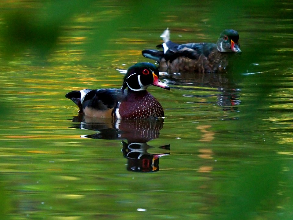 Wood Duck - Millstone River