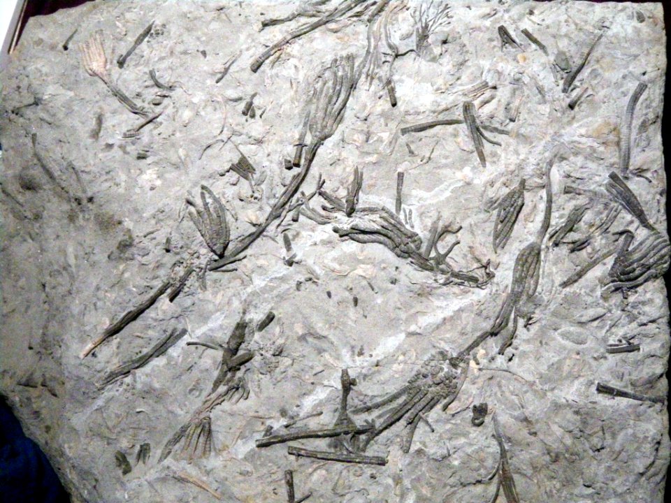 Balanocrinus gracilis and Palaeocoma milleri?