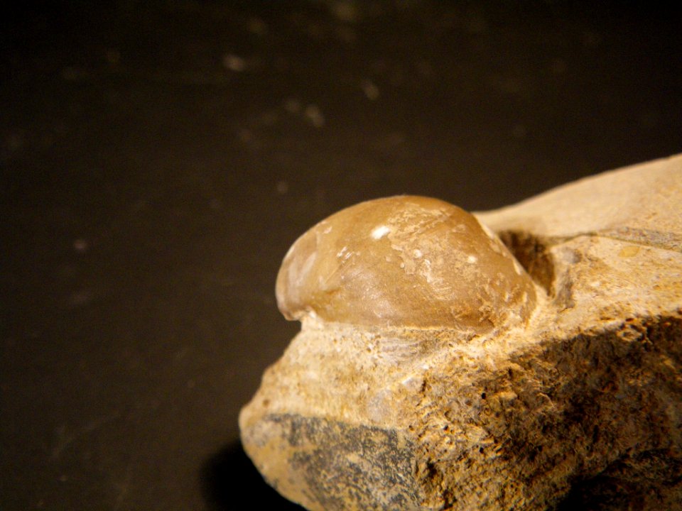 Sphaeroidothyris sphaeroidalis