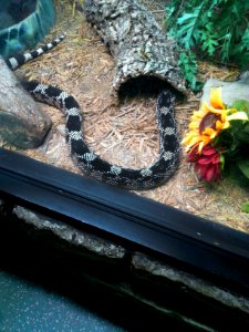 Sleeping Snake
