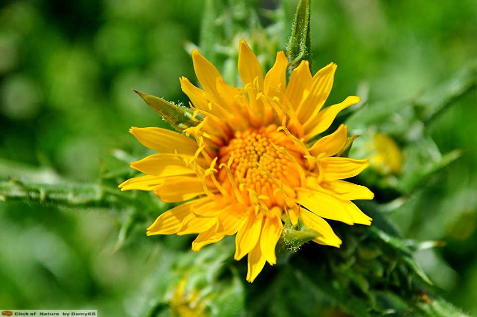 DAM1489 - Cardogna comune (Scolymus hispanicus, Asteracee)