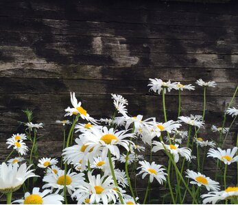 Flowers green grass photo