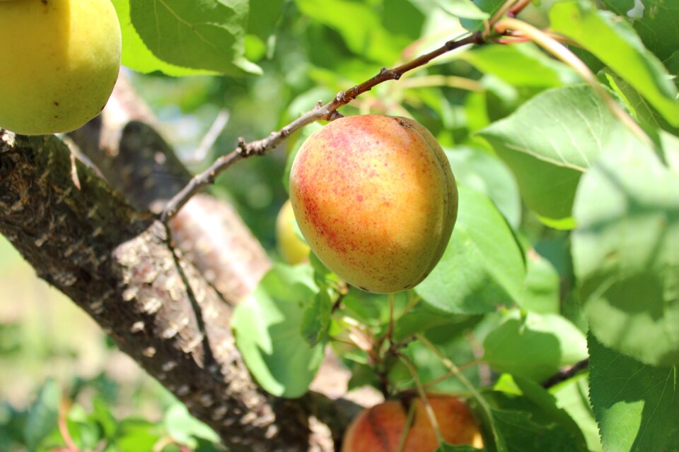 Tree summer fruits large