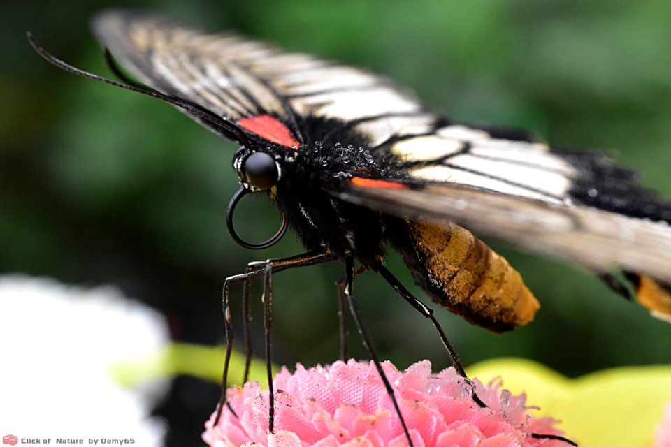 DAM2156 - Papilio rumanzovia