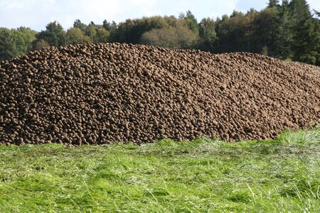 Pile lot harvest photo