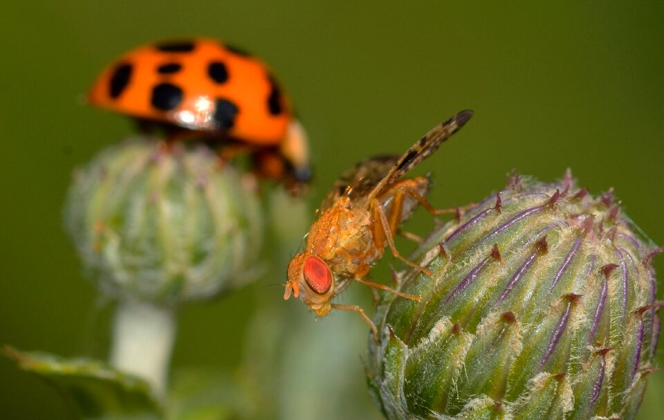 Moscow background ladybug